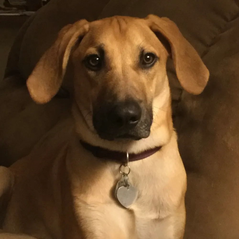 damaholmen.bsky.social's profile picture