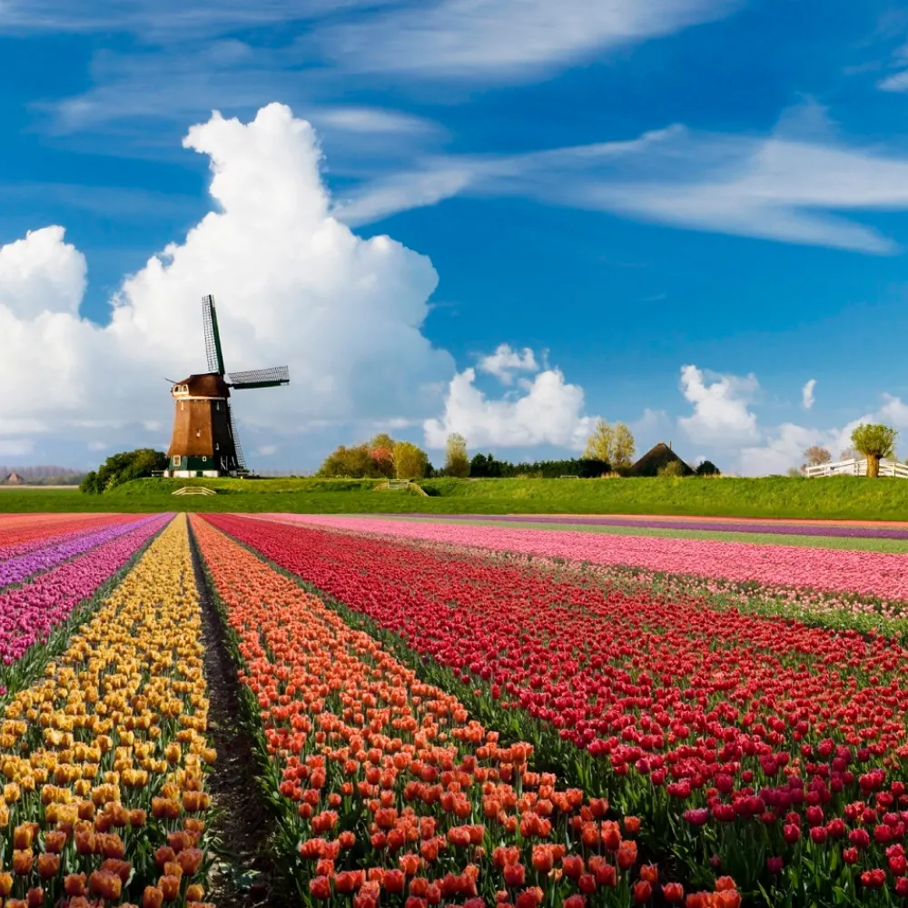 dutchspace.bsky.social's profile picture