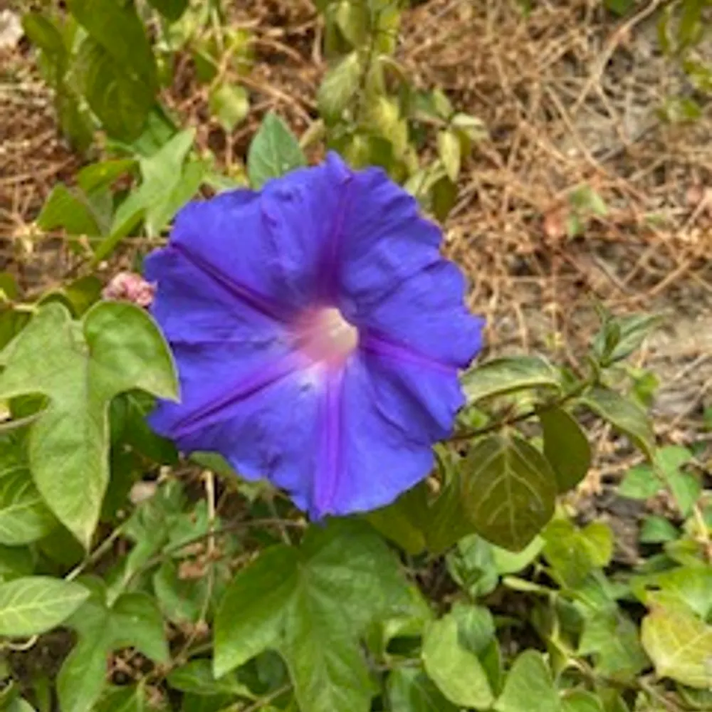 cagg821.bsky.social's profile picture