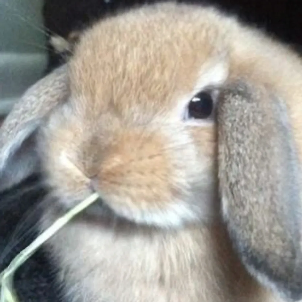 fluffyadit.bsky.social's profile picture