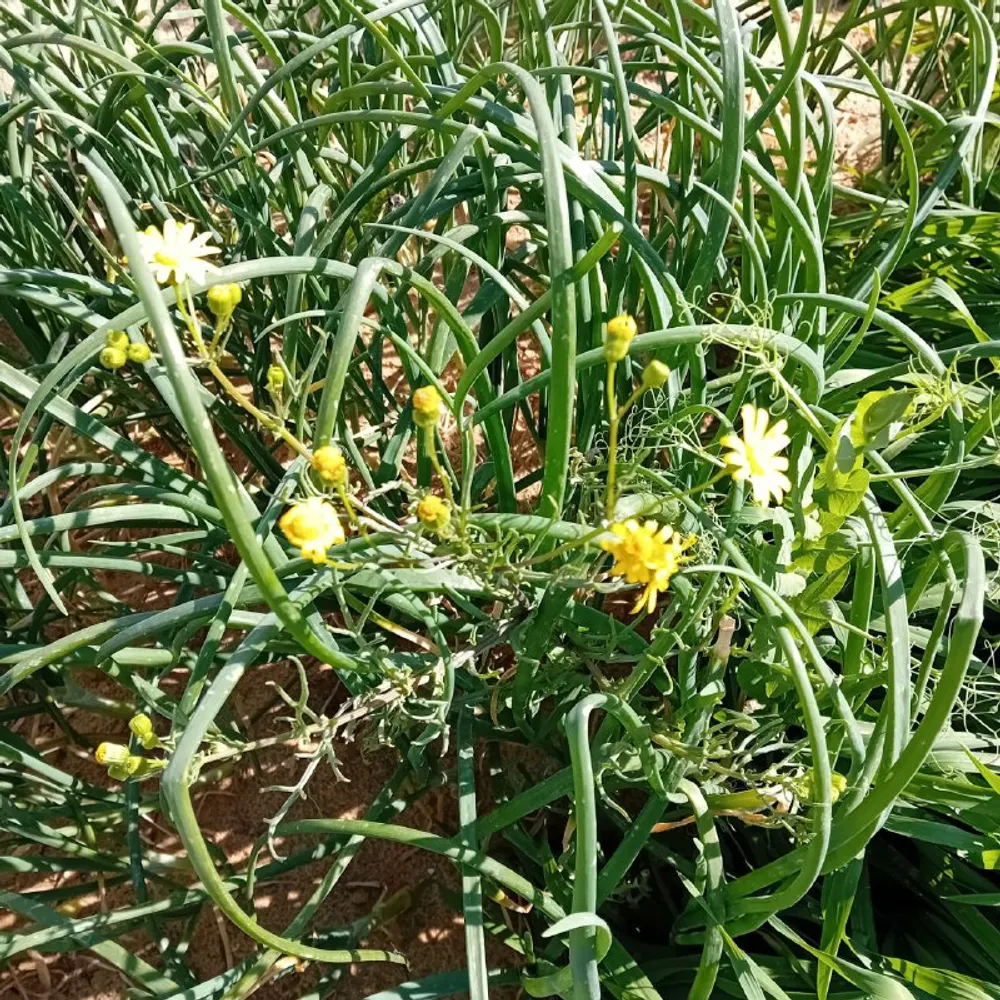 farmermo.bsky.social's profile picture