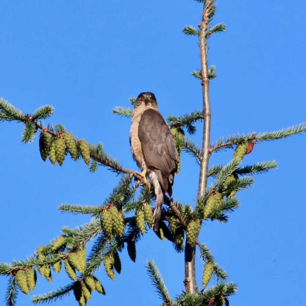 birddroneone.bsky.social's profile picture