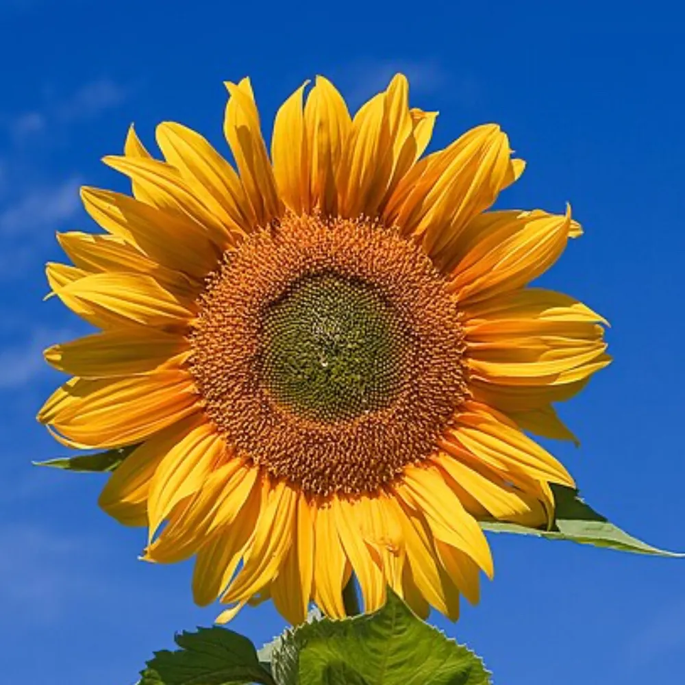 blazesboylan.bsky.social's profile picture