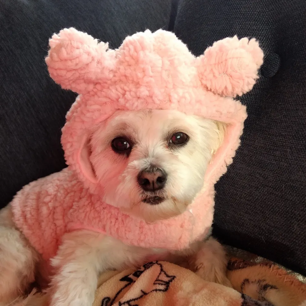 benniepup1.bsky.social's profile picture