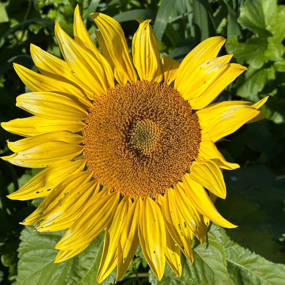 ikendall.bsky.social's profile picture