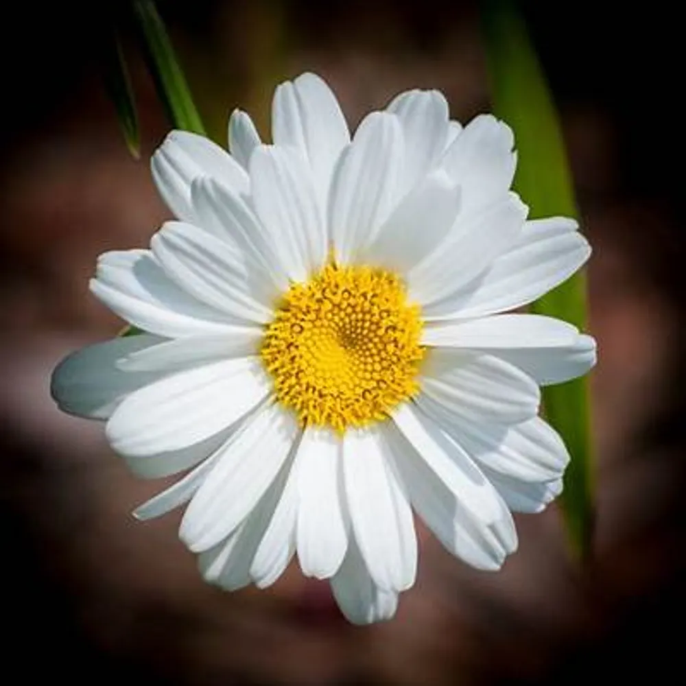 txcsd.bsky.social's profile picture