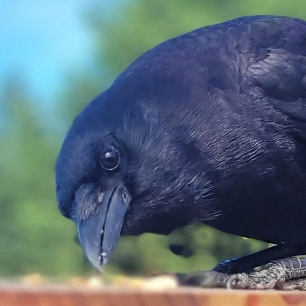 atticusorbust.bsky.social's profile picture