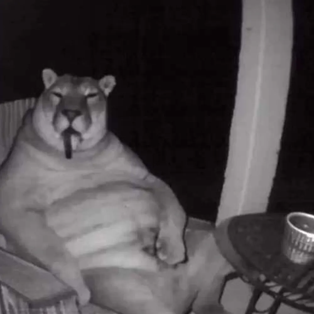 mlbfeatdwezappajr.bsky.social's profile picture