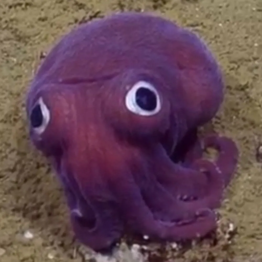 bninja.bsky.social's profile picture