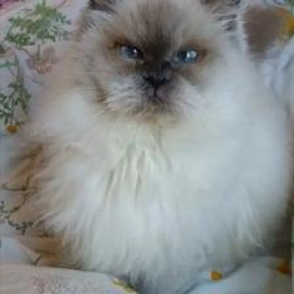 janenodough.bsky.social's profile picture