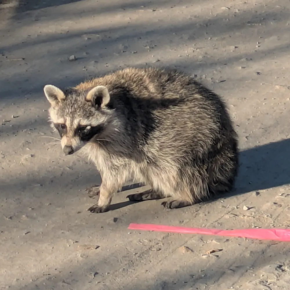 tsechantso.bsky.social's profile picture