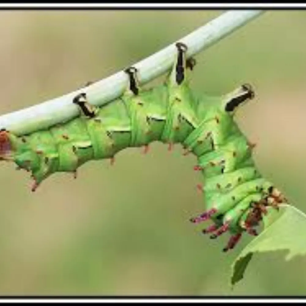 laocooncitheronia.bsky.social's profile picture