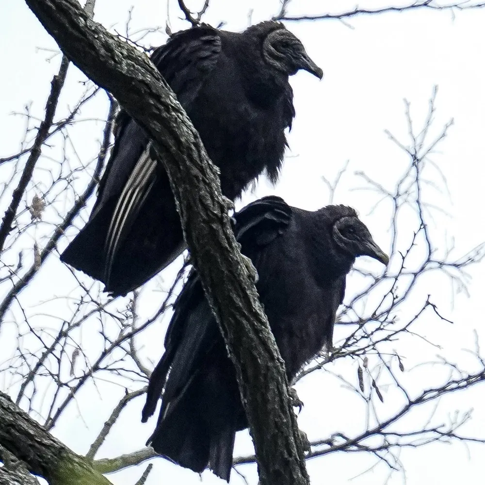 survivor1.bsky.social's profile picture