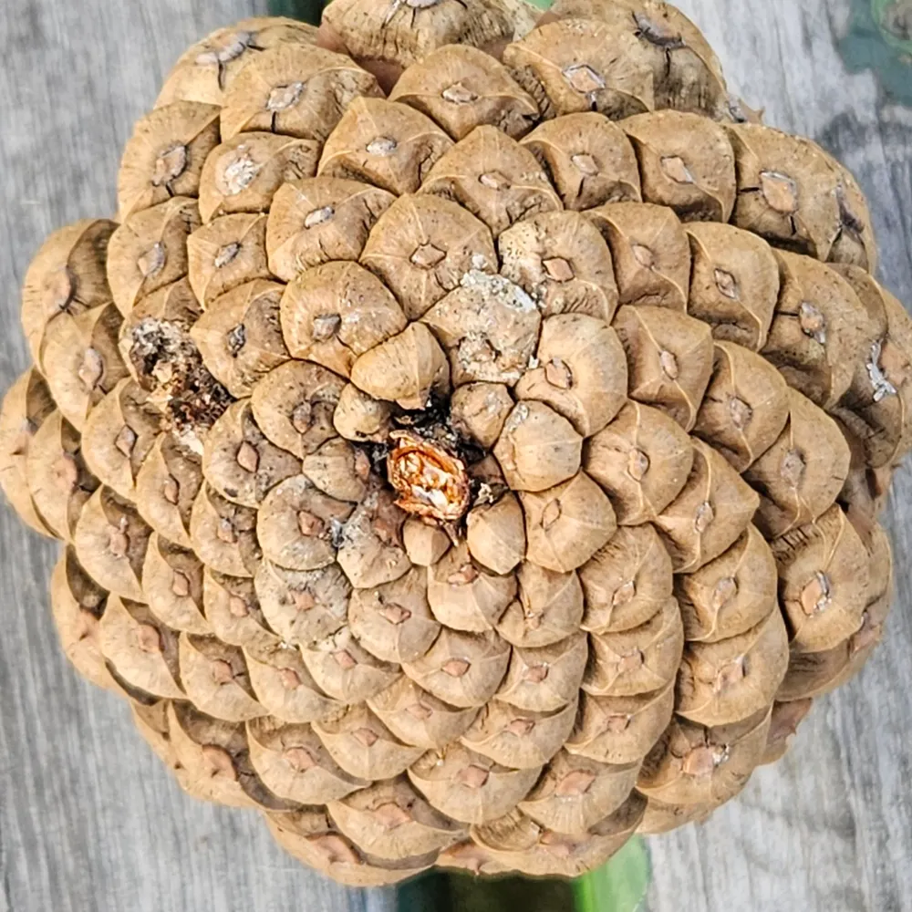 suntiger745.bsky.social's profile picture