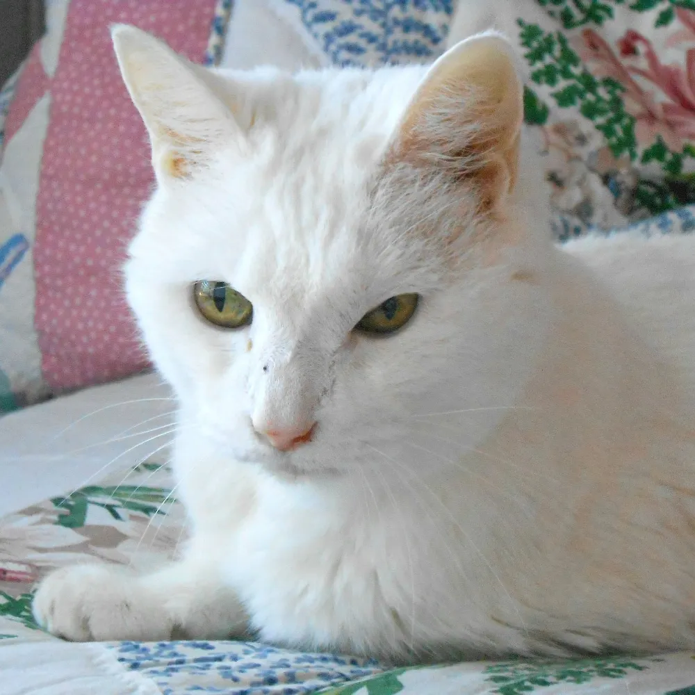 missygirl1999.bsky.social's profile picture