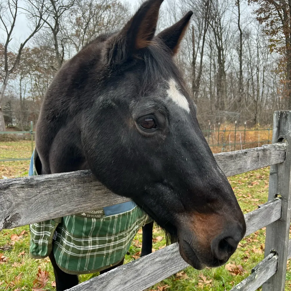 mearkev.bsky.social's profile picture