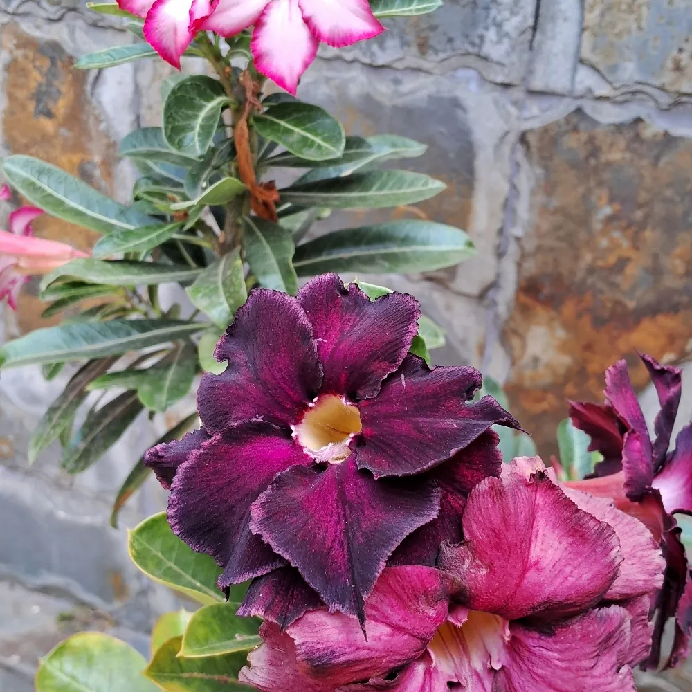 pazpazpazpaz.bsky.social's profile picture