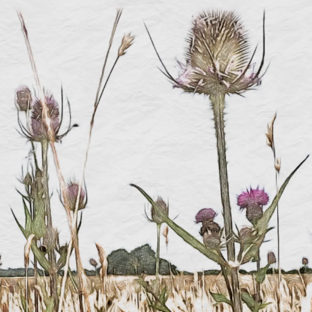 theteasel.bsky.social's profile picture