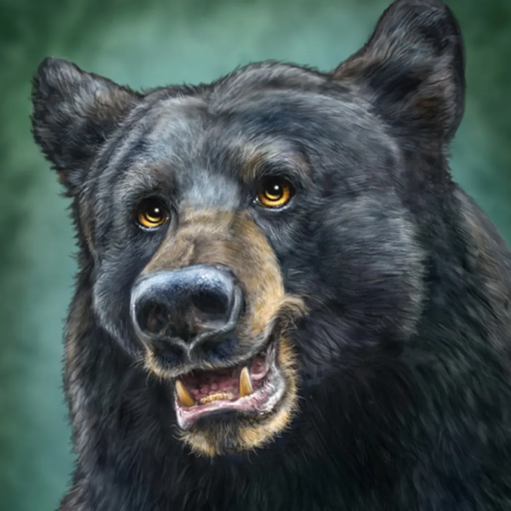 zonabearr.bsky.social's profile picture