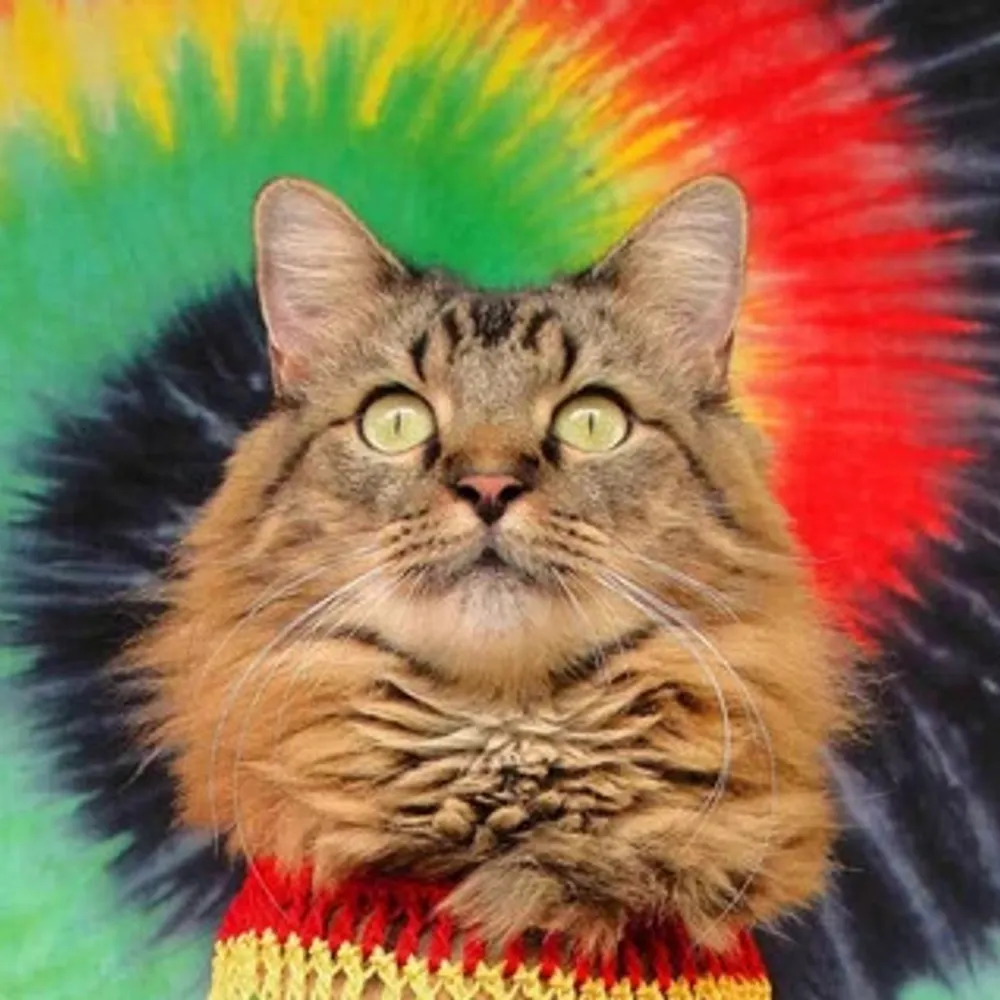 thelushkitch.bsky.social's profile picture