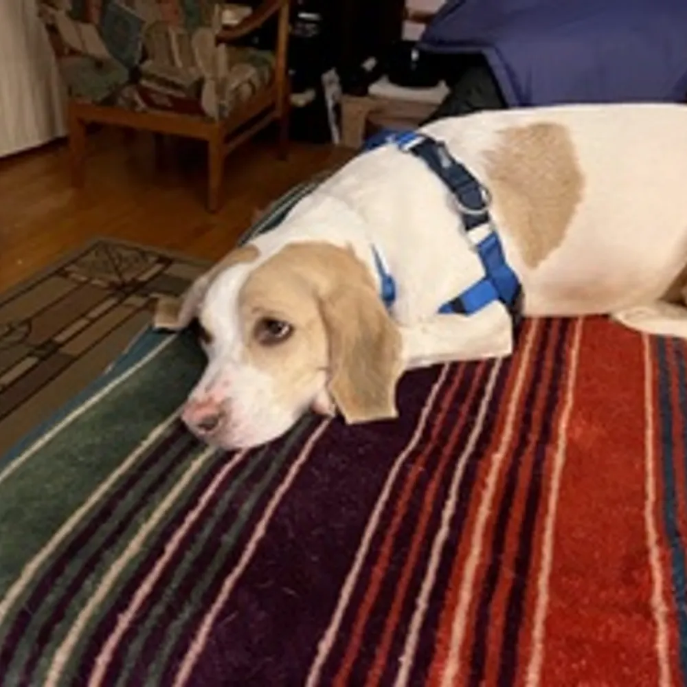 mozartssister.bsky.social's profile picture