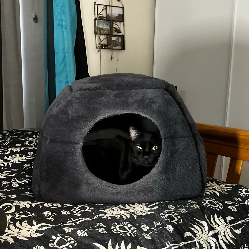 tazareen.bsky.social's profile picture