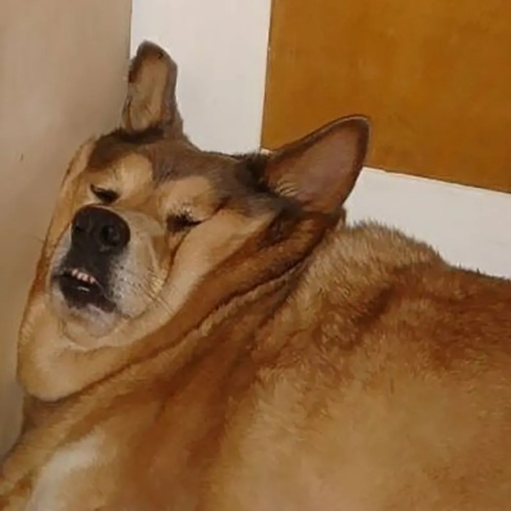 intenseslacker.bsky.social's profile picture