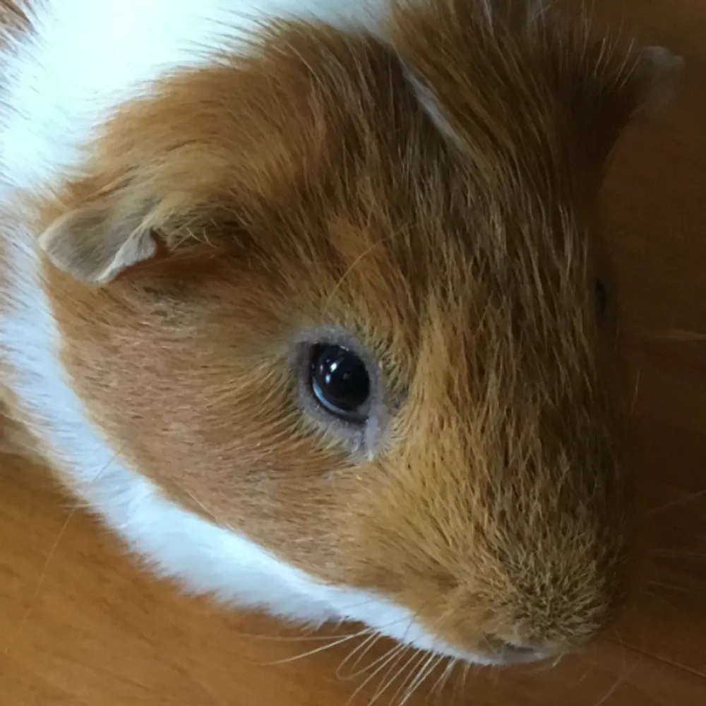 rapidash77.bsky.social's profile picture