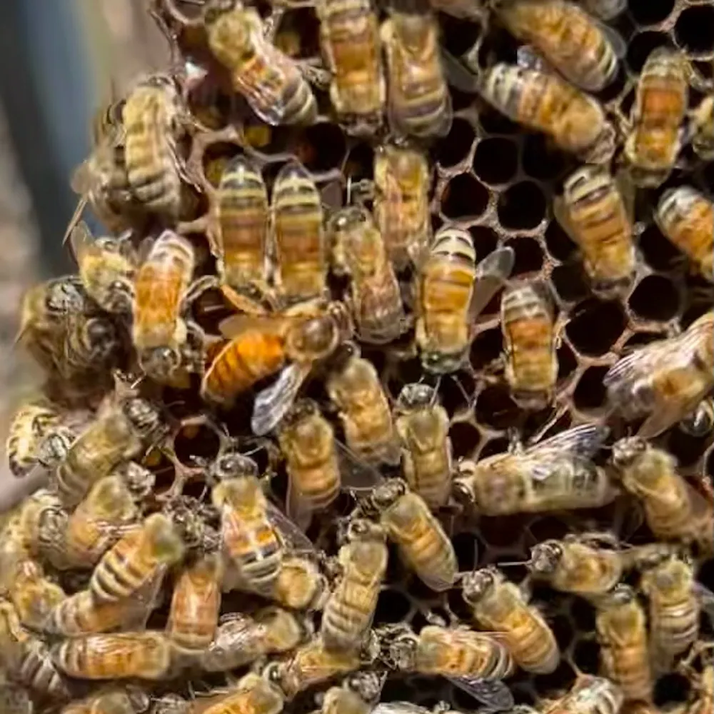 pecoswild.bsky.social's profile picture