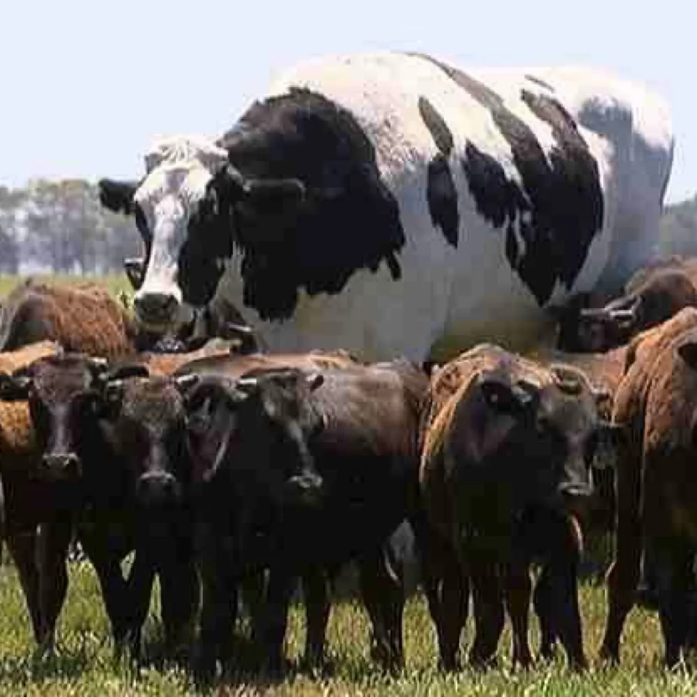 thebigcow.bsky.social's profile picture