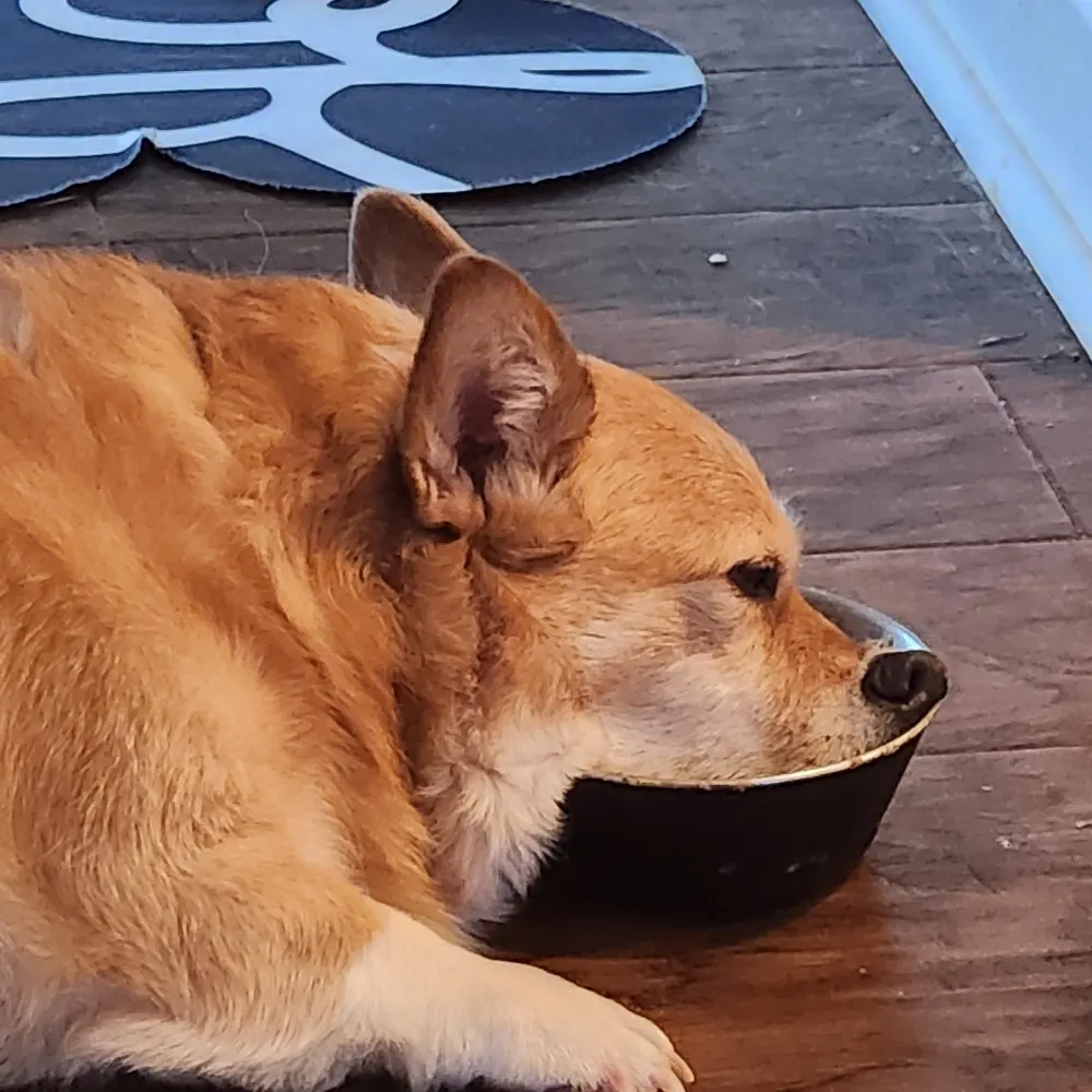 flavorpocket.bsky.social's profile picture