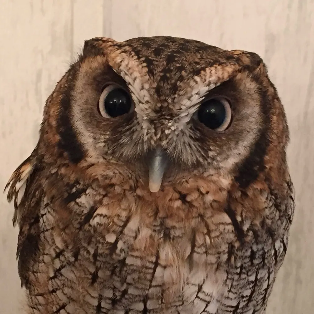 abrailove.bsky.social's profile picture