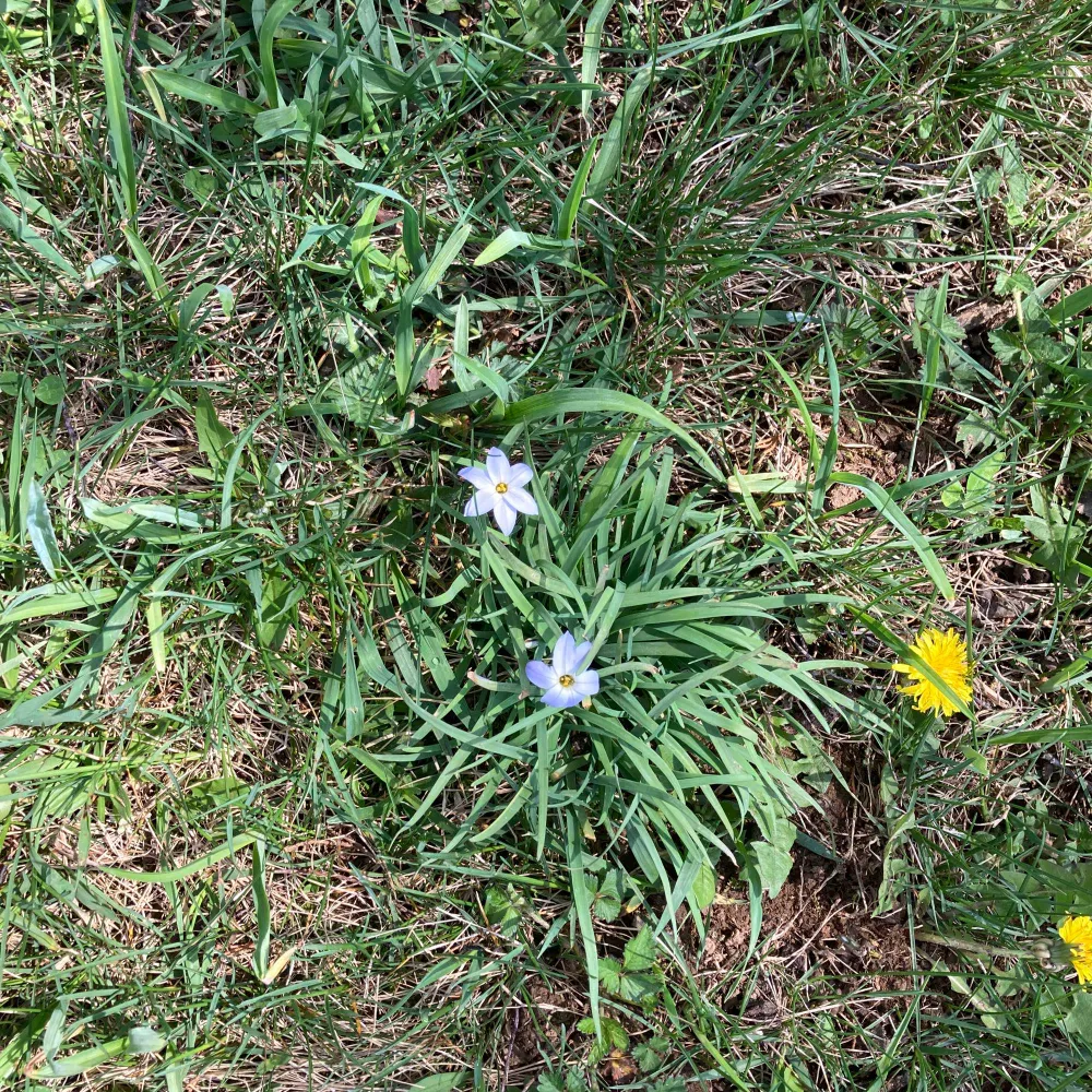 catladylil.bsky.social's profile picture