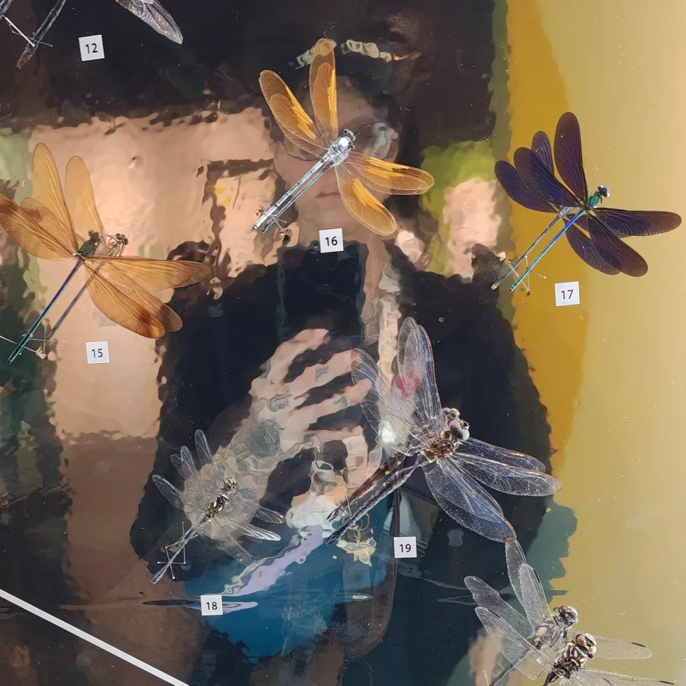 saimihanma.bsky.social's profile picture