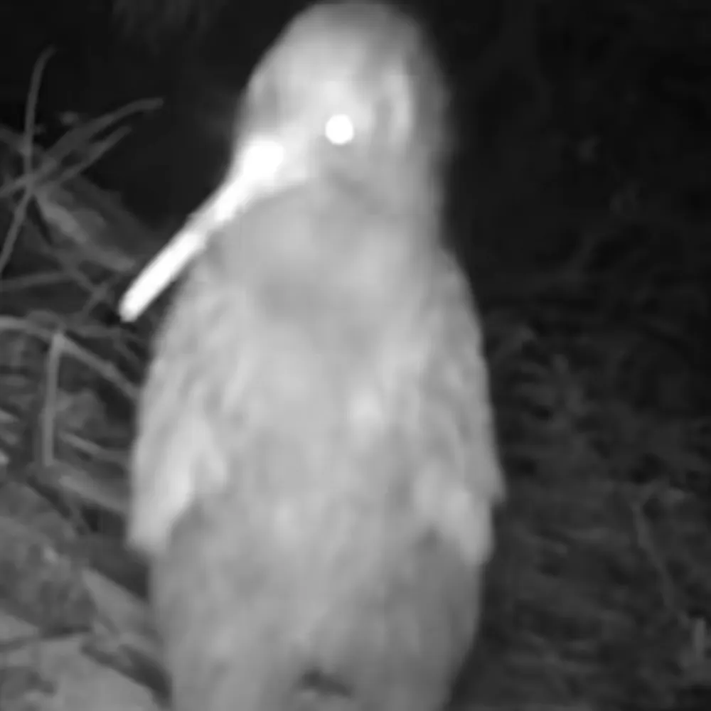 kiwiflorauna.bsky.social's profile picture