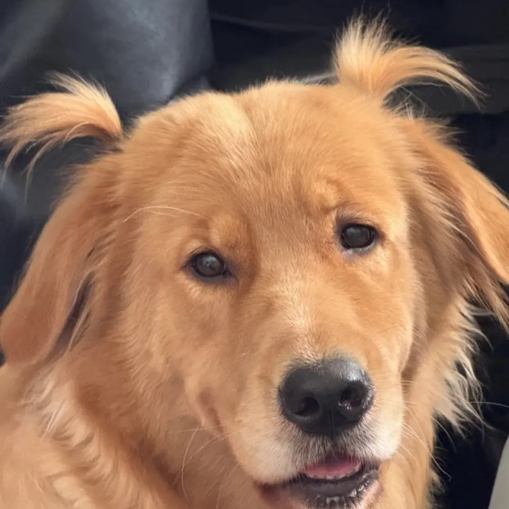 bigbooblover69.bsky.social's profile picture