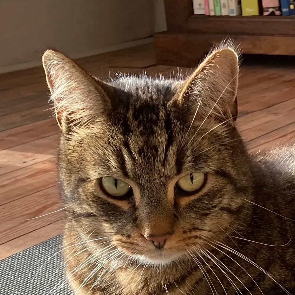 bridgesvictoria.bsky.social's profile picture