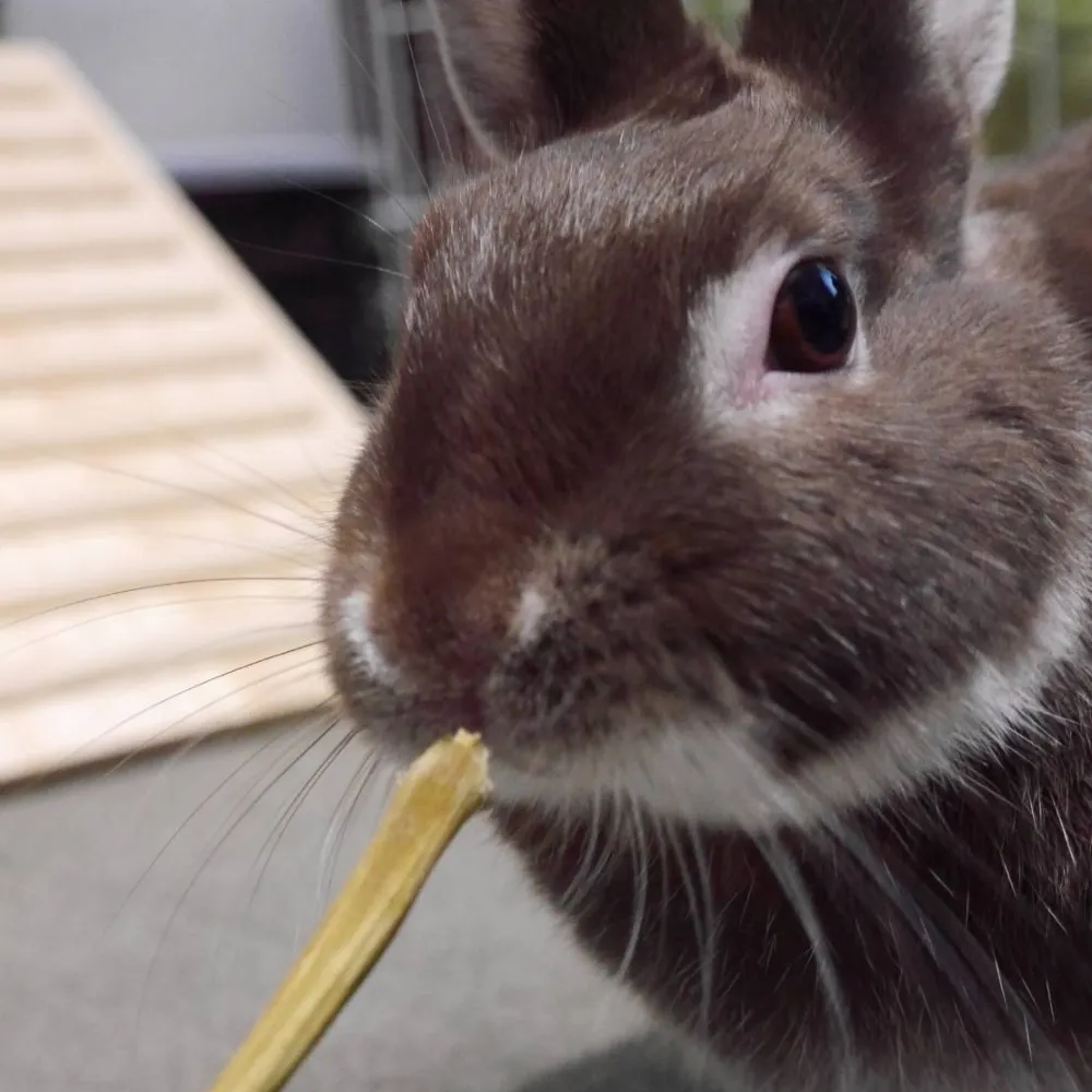 rabbitkibi2395.bsky.social's profile picture