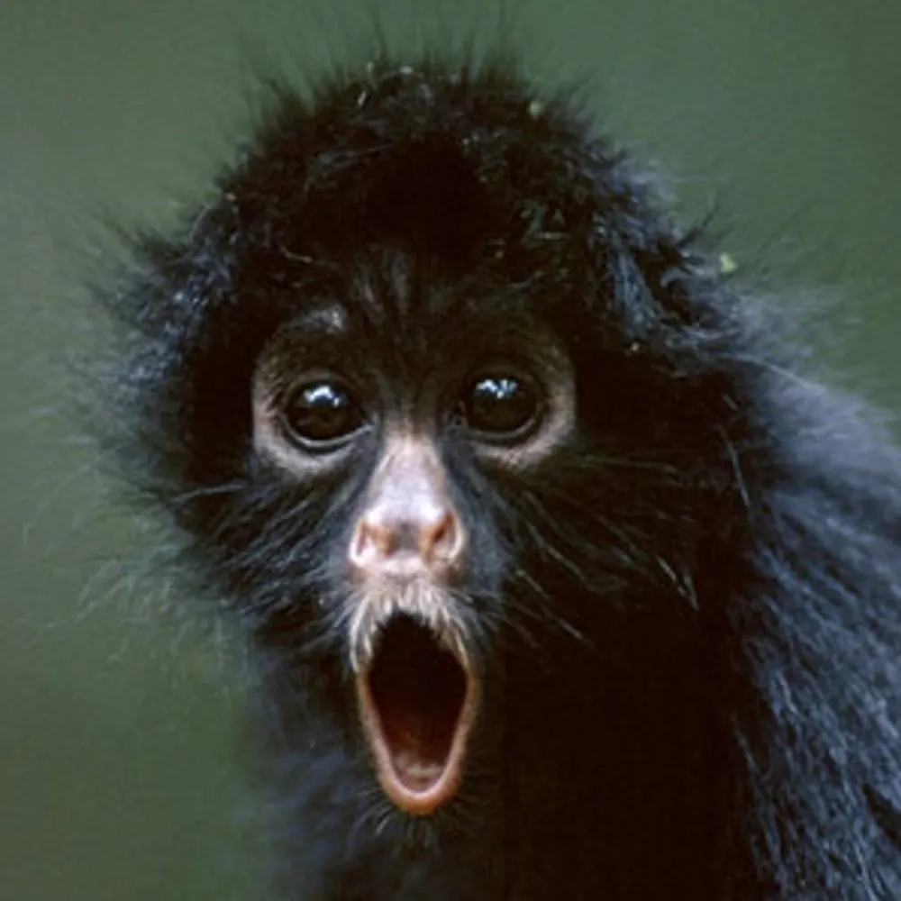 monkyhead.com's profile picture