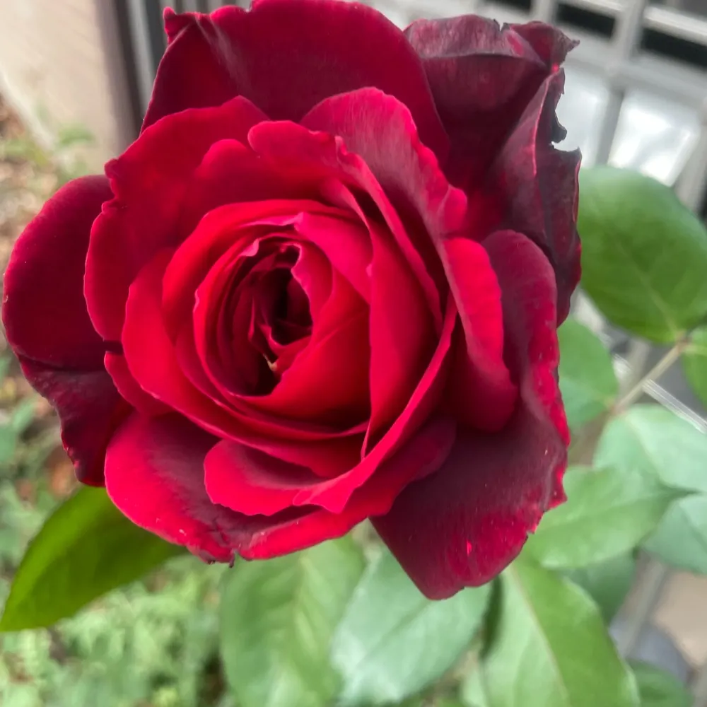 midwesternrosarian.bsky.social's profile picture