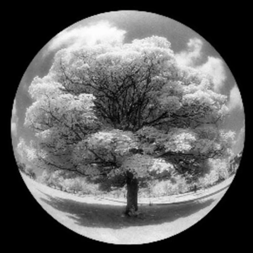 delverie.bsky.social's profile picture