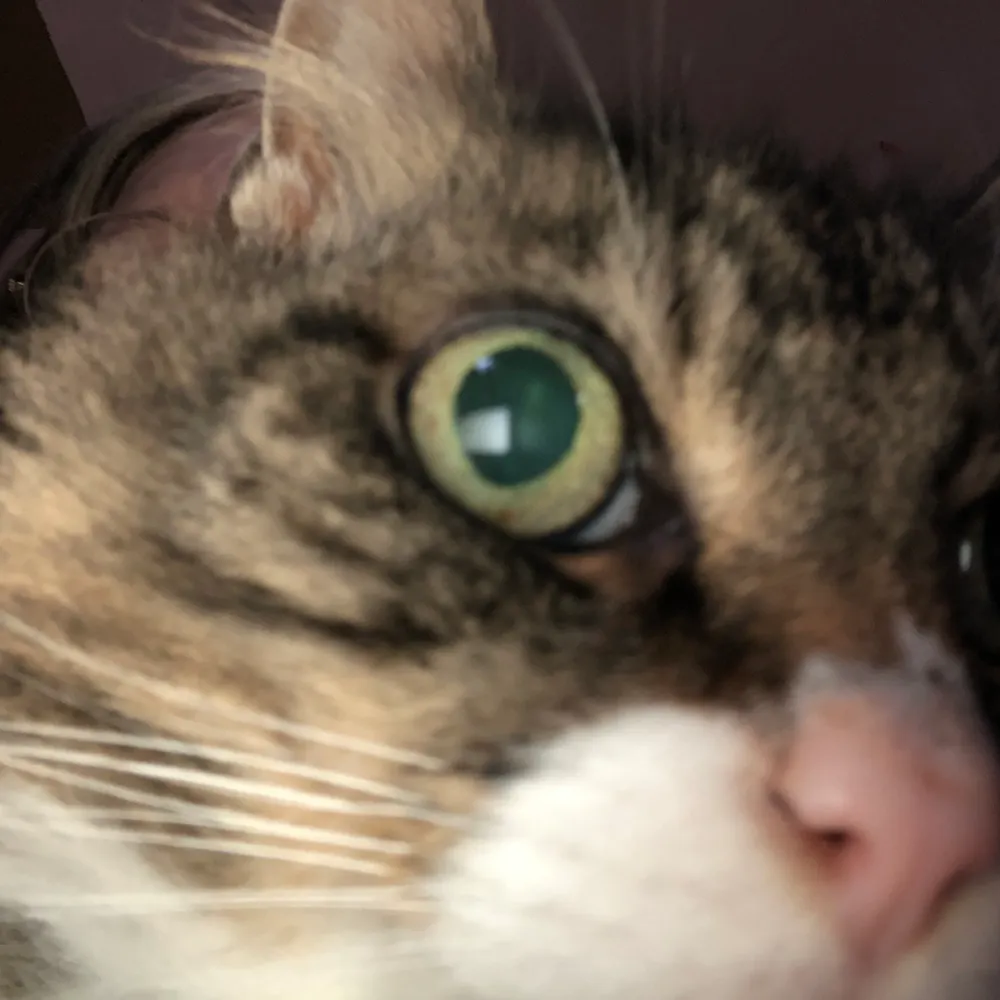 teaseljones.bsky.social's profile picture