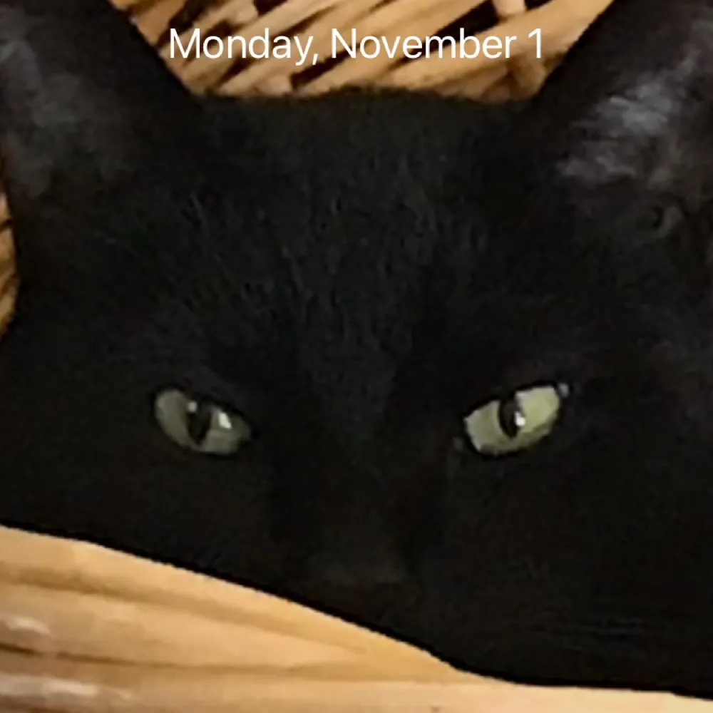 ellemmeh.bsky.social's profile picture