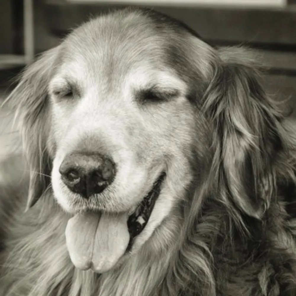 thenoteheleft.bsky.social's profile picture