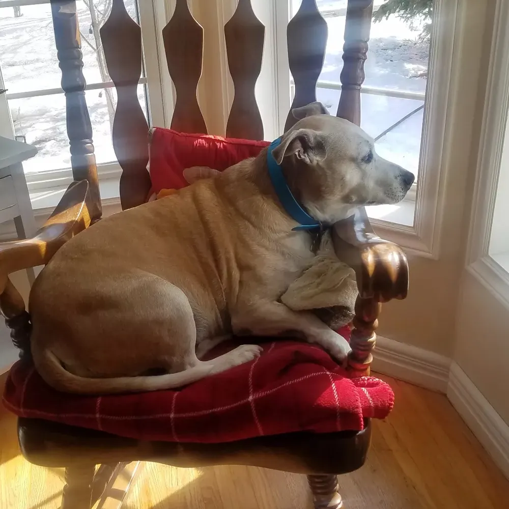 lobsterdog.bsky.social's profile picture