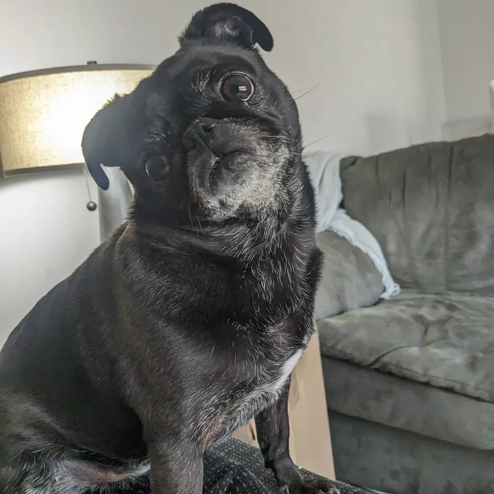 knittingpugdog.bsky.social's profile picture