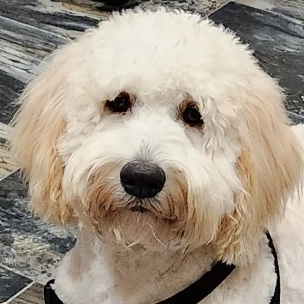 firefly-7461.bsky.social's profile picture