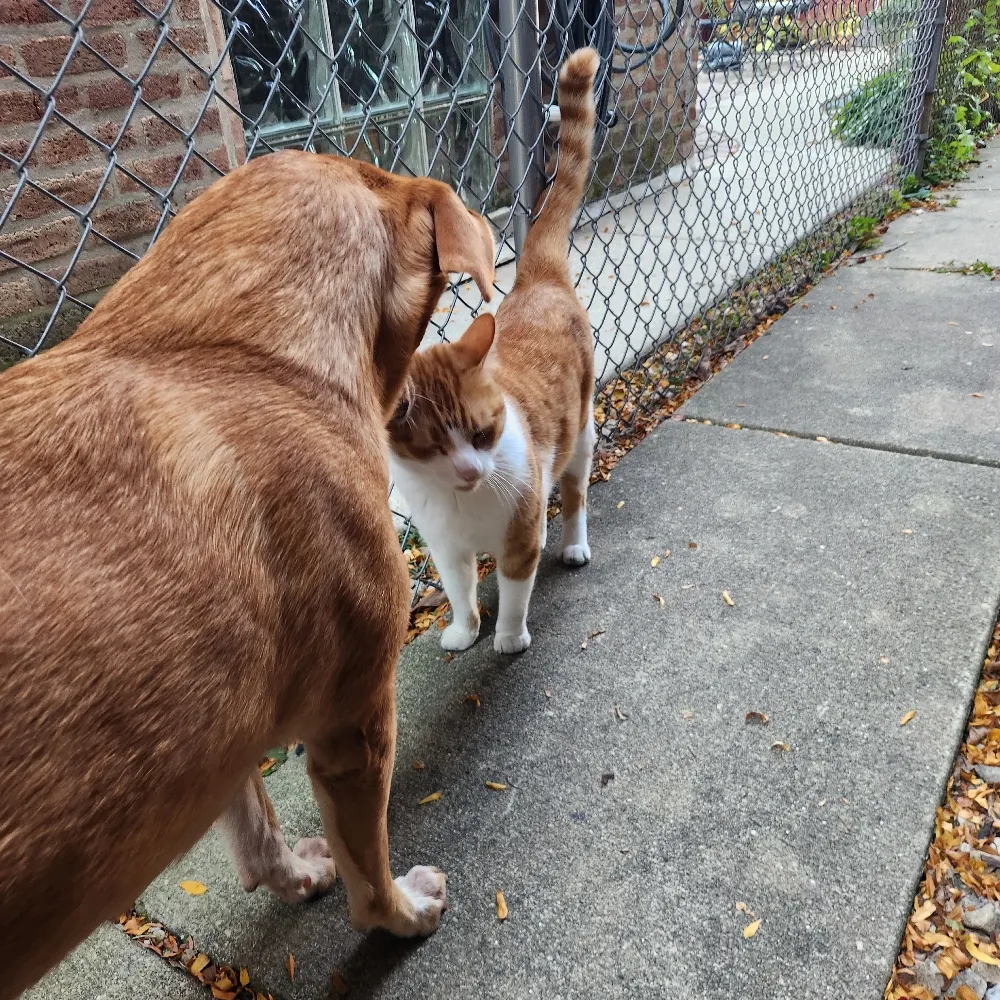 danielotto.bsky.social's profile picture