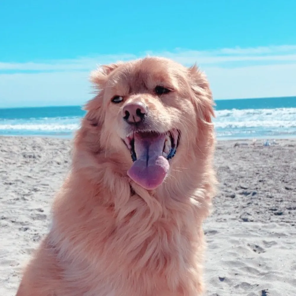 spaghettibeaver.bsky.social's profile picture