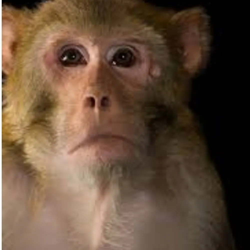 sweetrhesus.bsky.social's profile picture